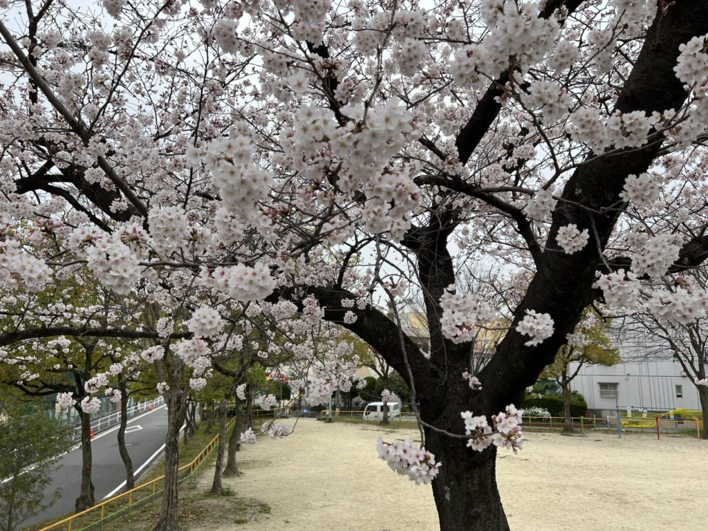 公園に咲いている桜
