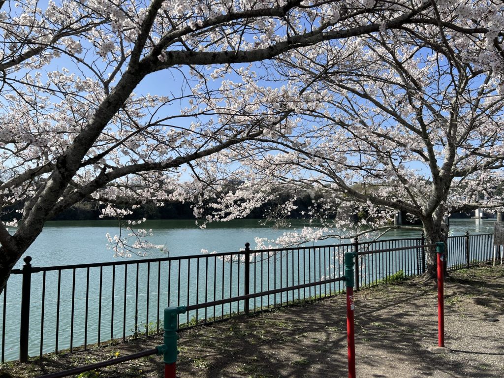 飛騨川の河原の桜１
