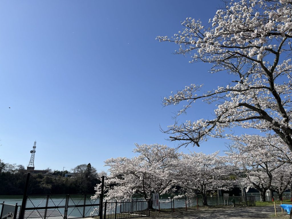 飛騨川の河原の桜３