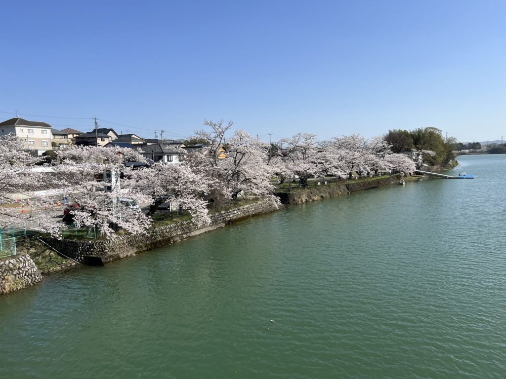 橋から見た桜