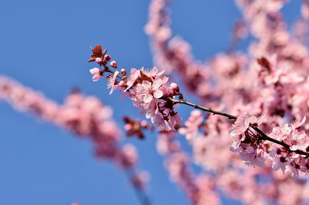【マインクラフト】桜の木を見つけました