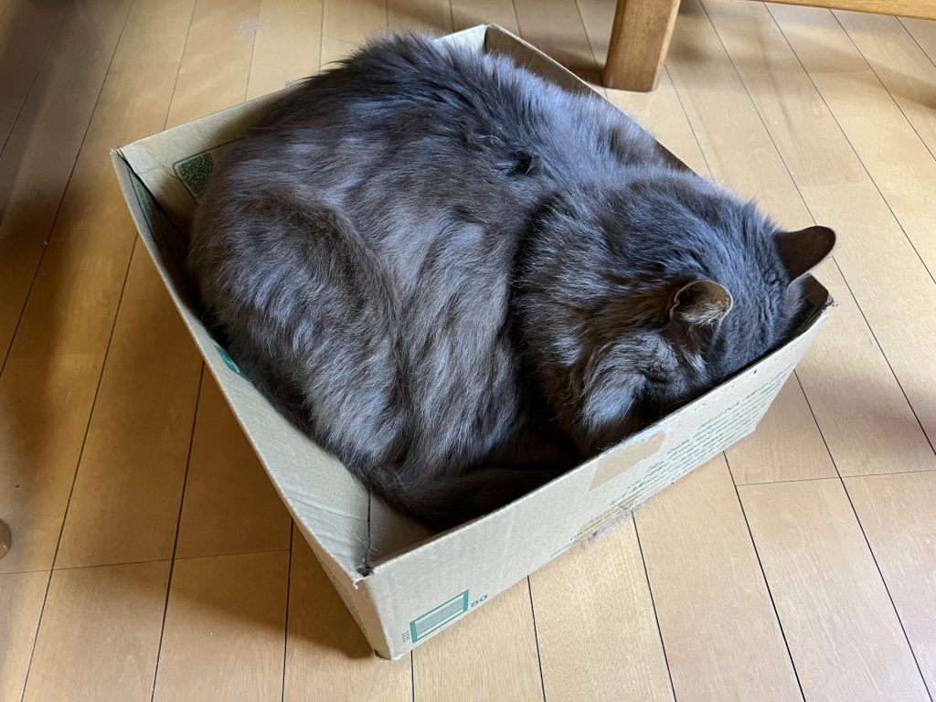 ダンボール派
